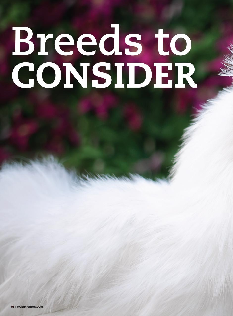 Chickens Magazine Preview Pages