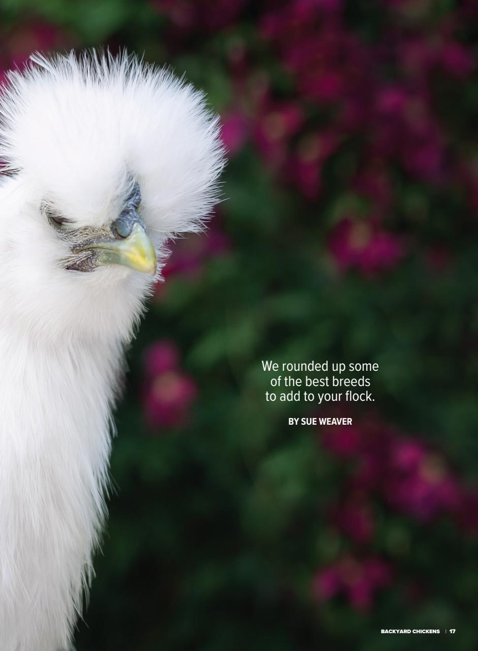 Chickens Magazine Preview Pages