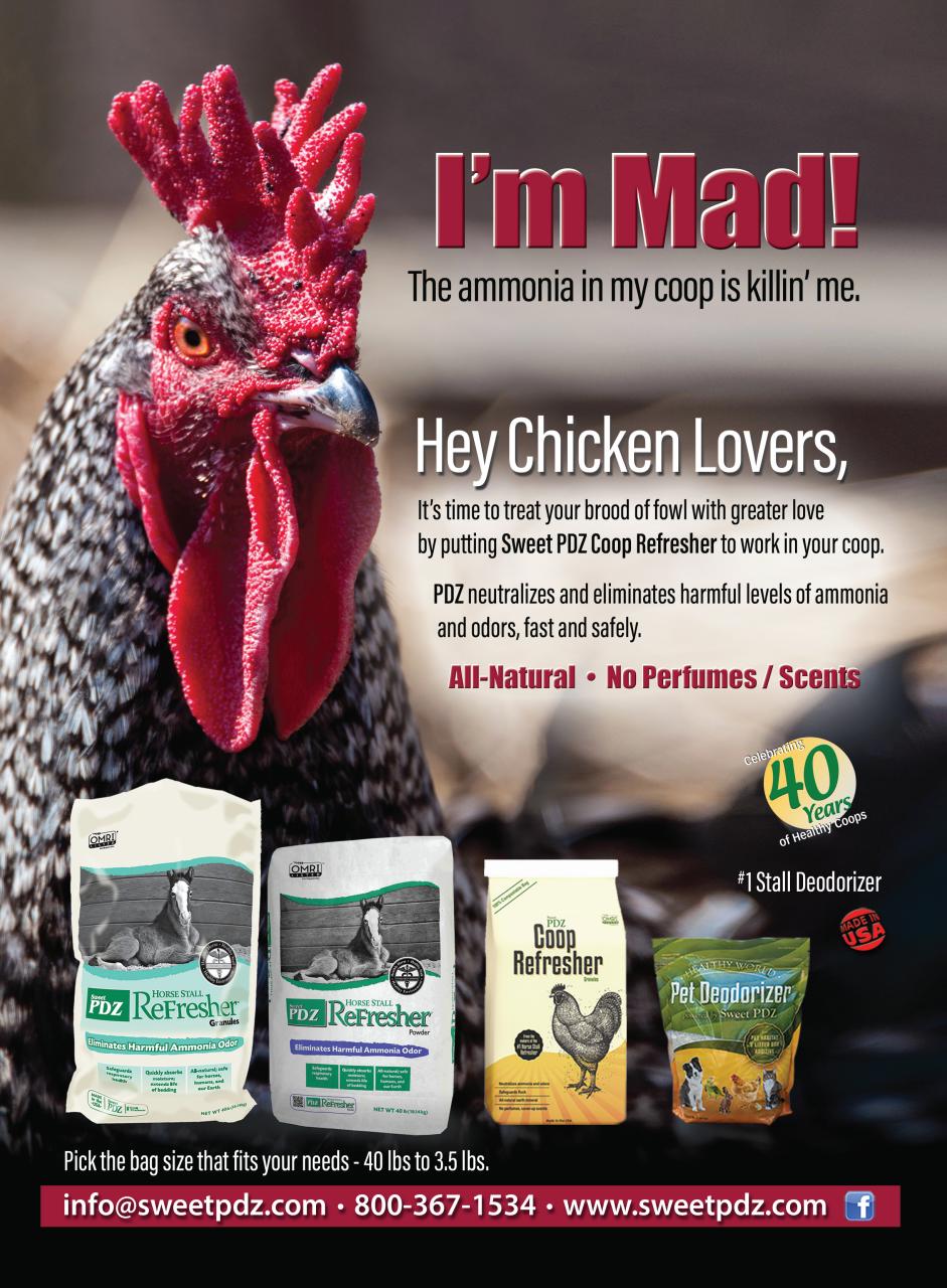 Chickens Magazine Preview Pages