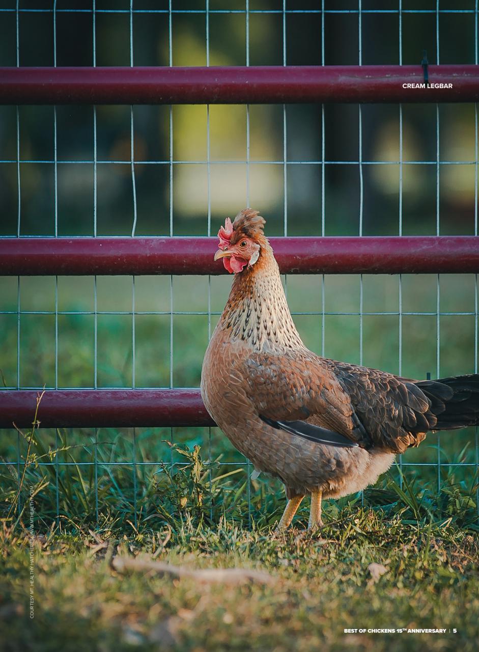 Chickens Magazine Preview Pages