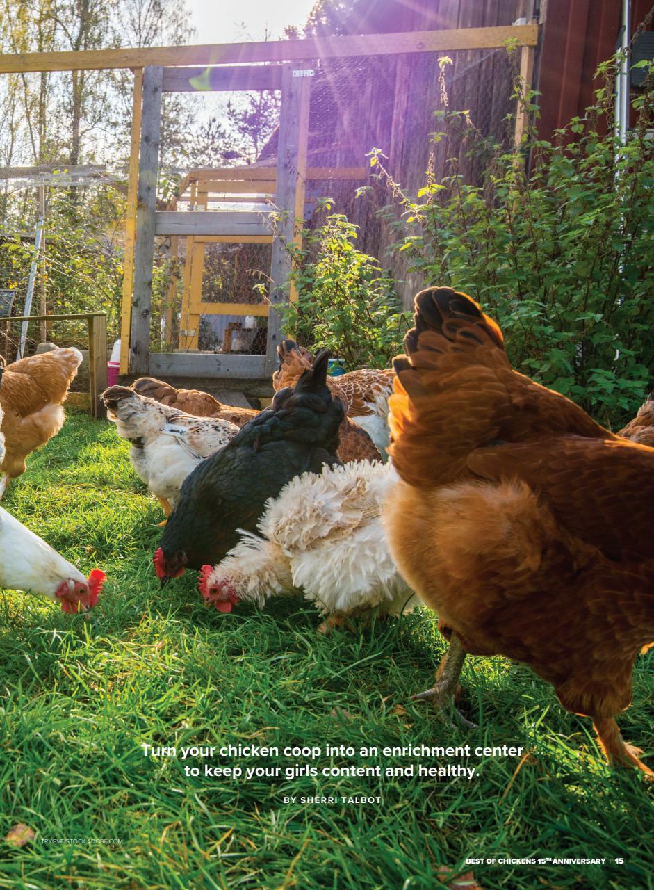 Chickens Magazine Preview Pages