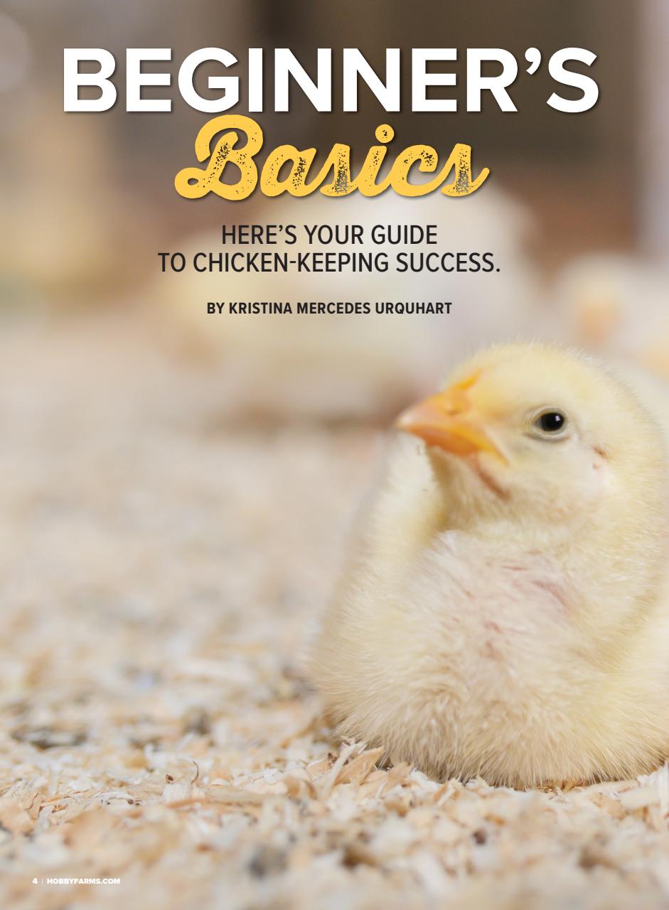 Chickens Magazine Preview Pages
