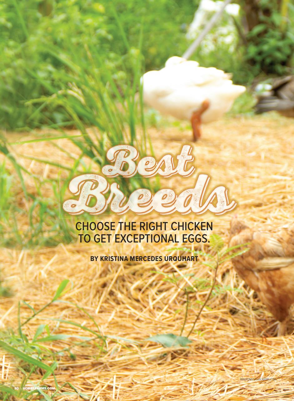 Chickens Magazine Preview Pages