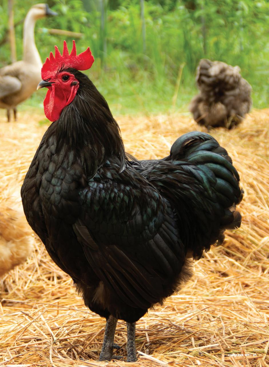 Chickens Magazine Preview Pages