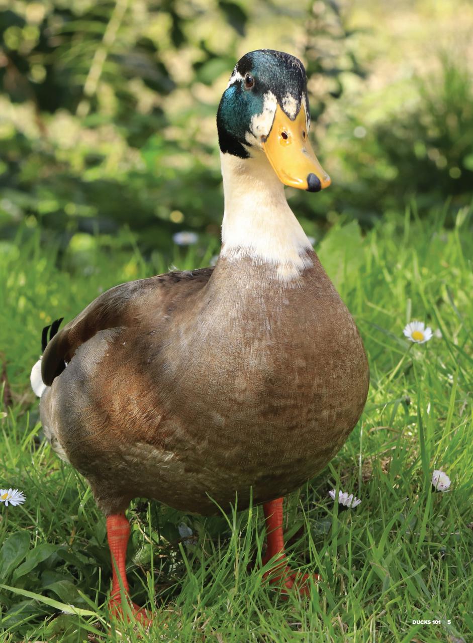 Chickens Magazine Preview Pages