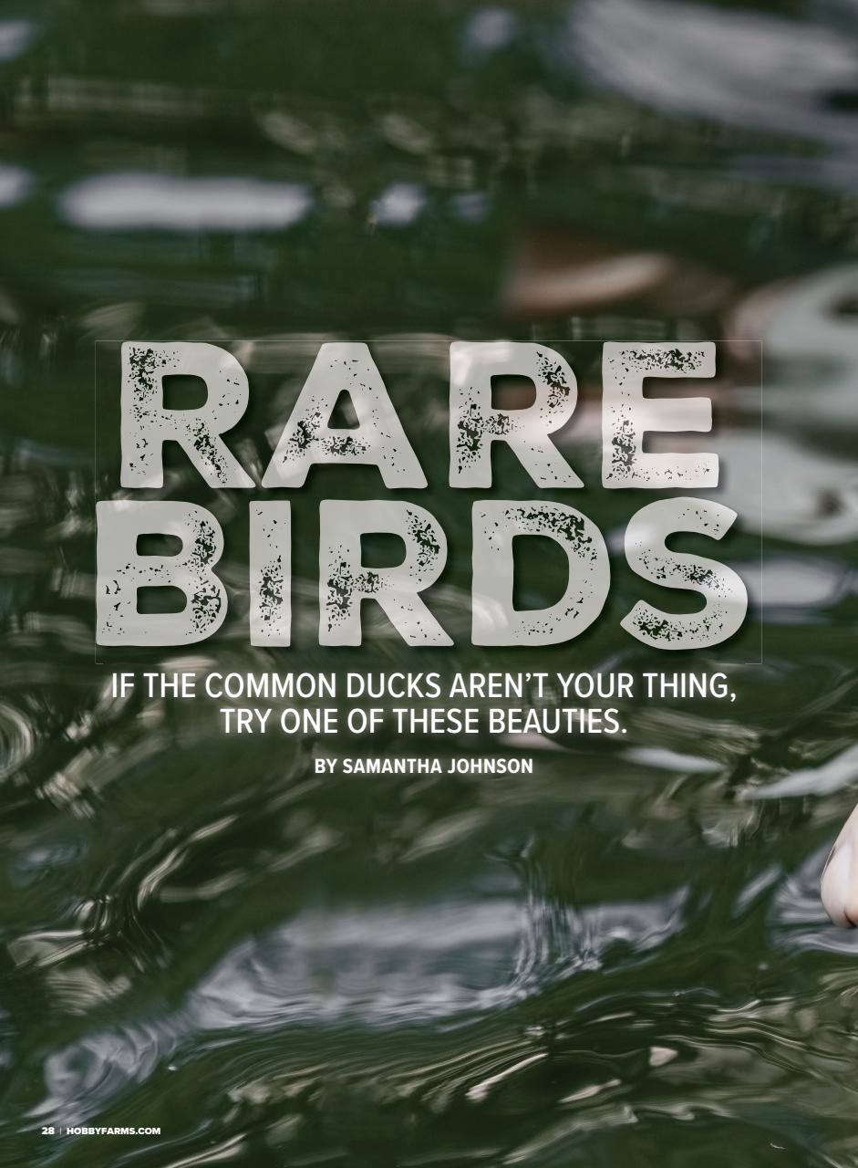 Chickens Magazine Preview Pages