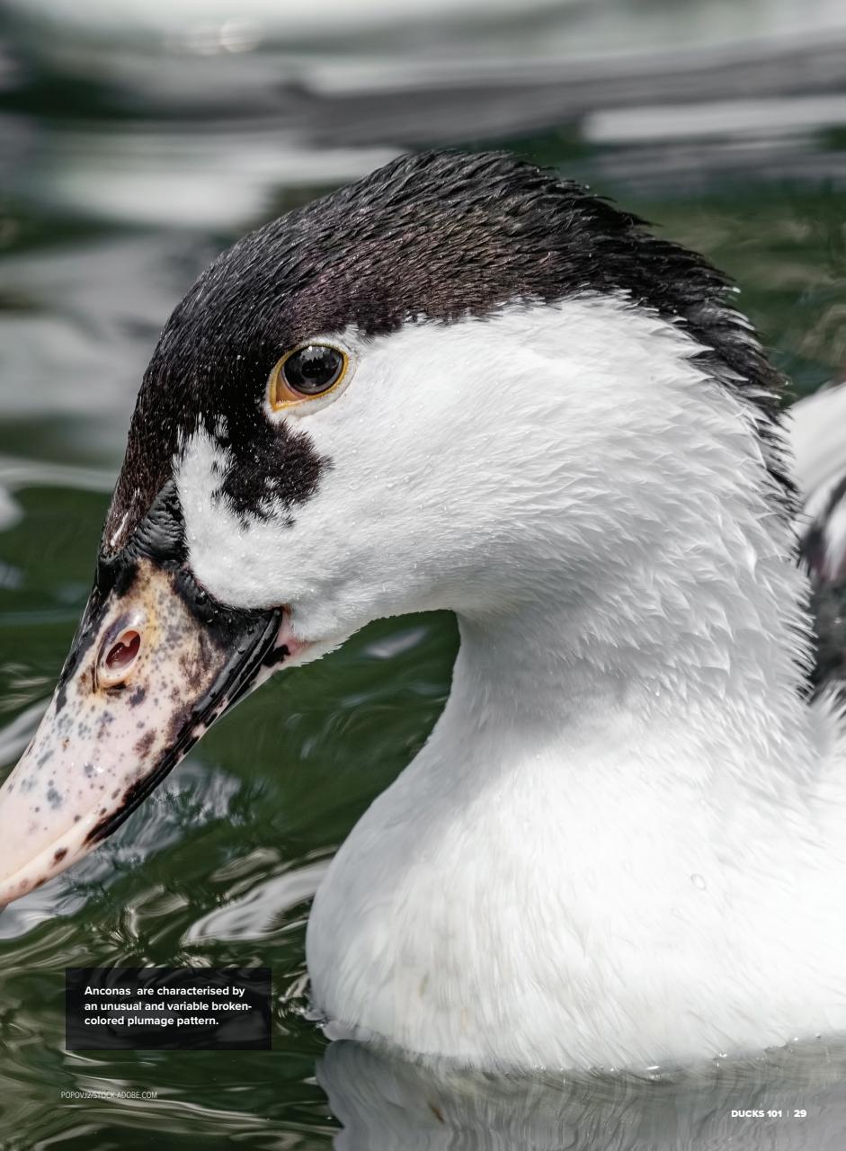 Chickens Magazine Preview Pages