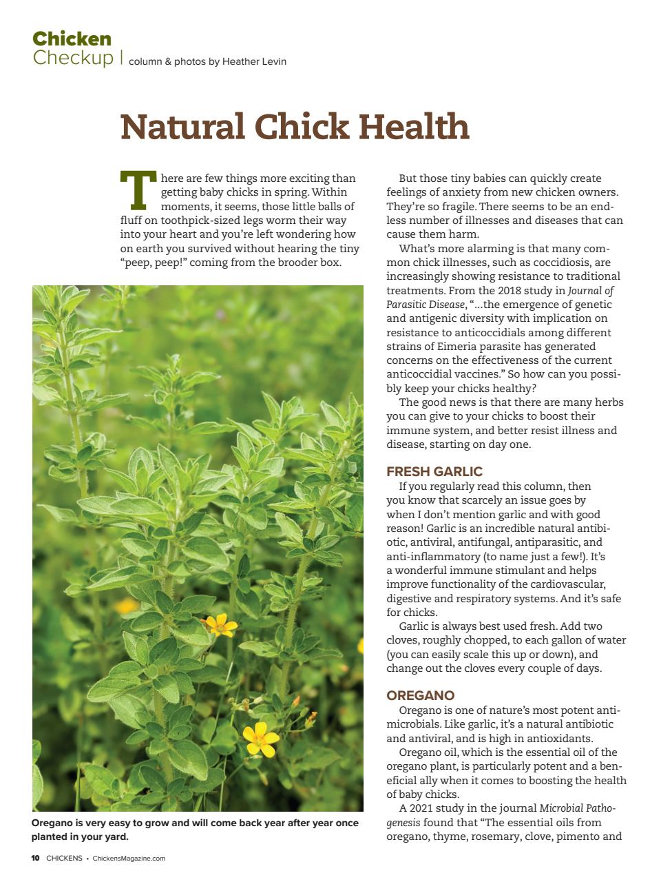 Chickens Magazine Preview Pages