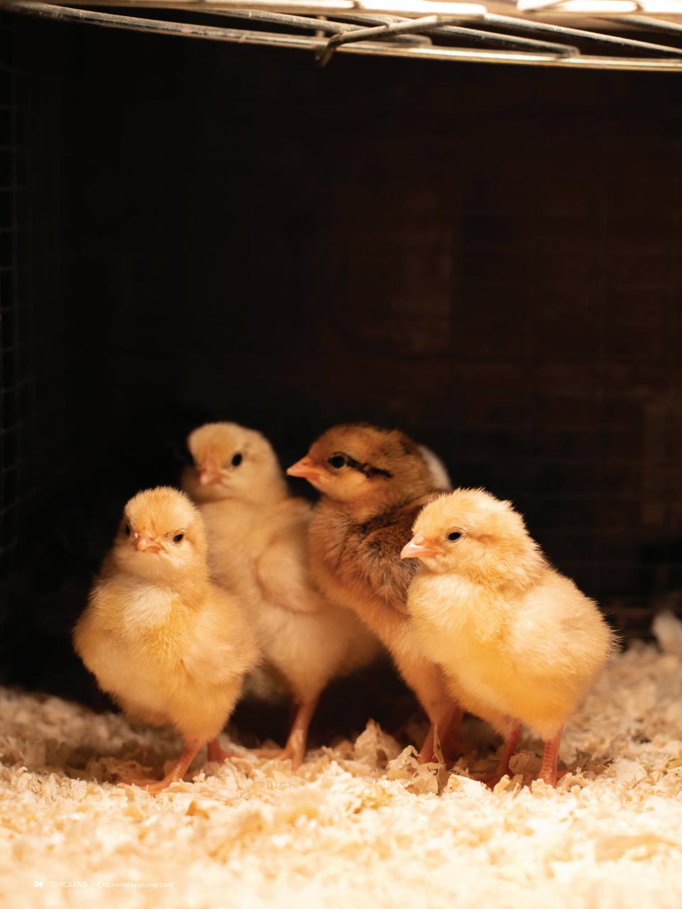 Chickens Magazine Preview Pages