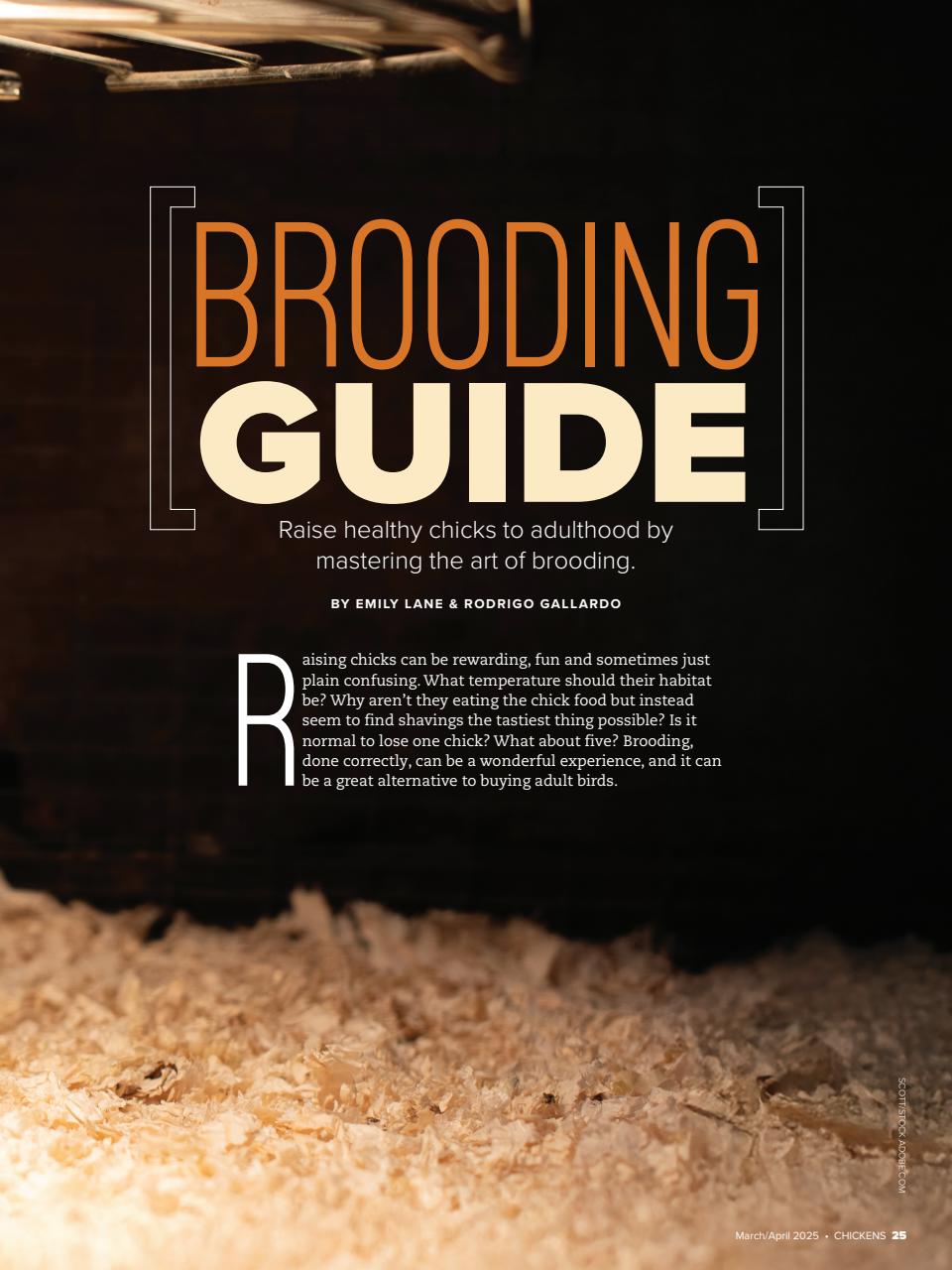 Chickens Magazine Preview Pages
