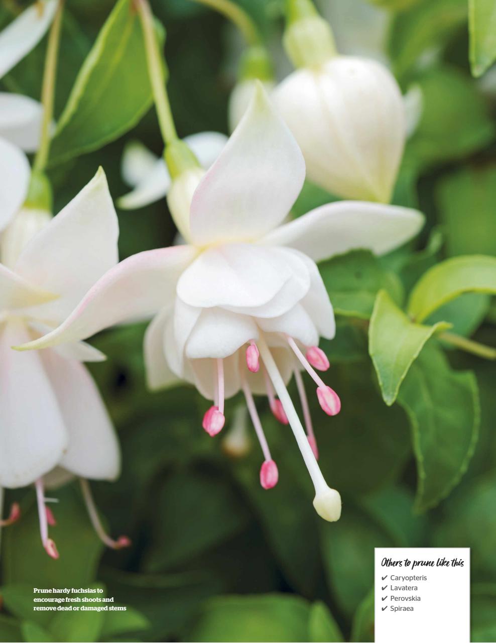 BBC Gardeners’ World Magazine Preview Pages