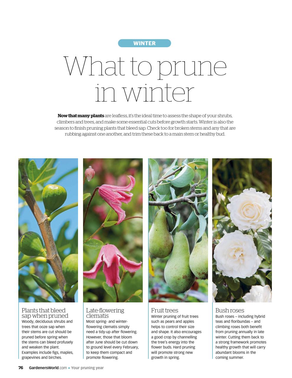 BBC Gardeners’ World Magazine Preview Pages