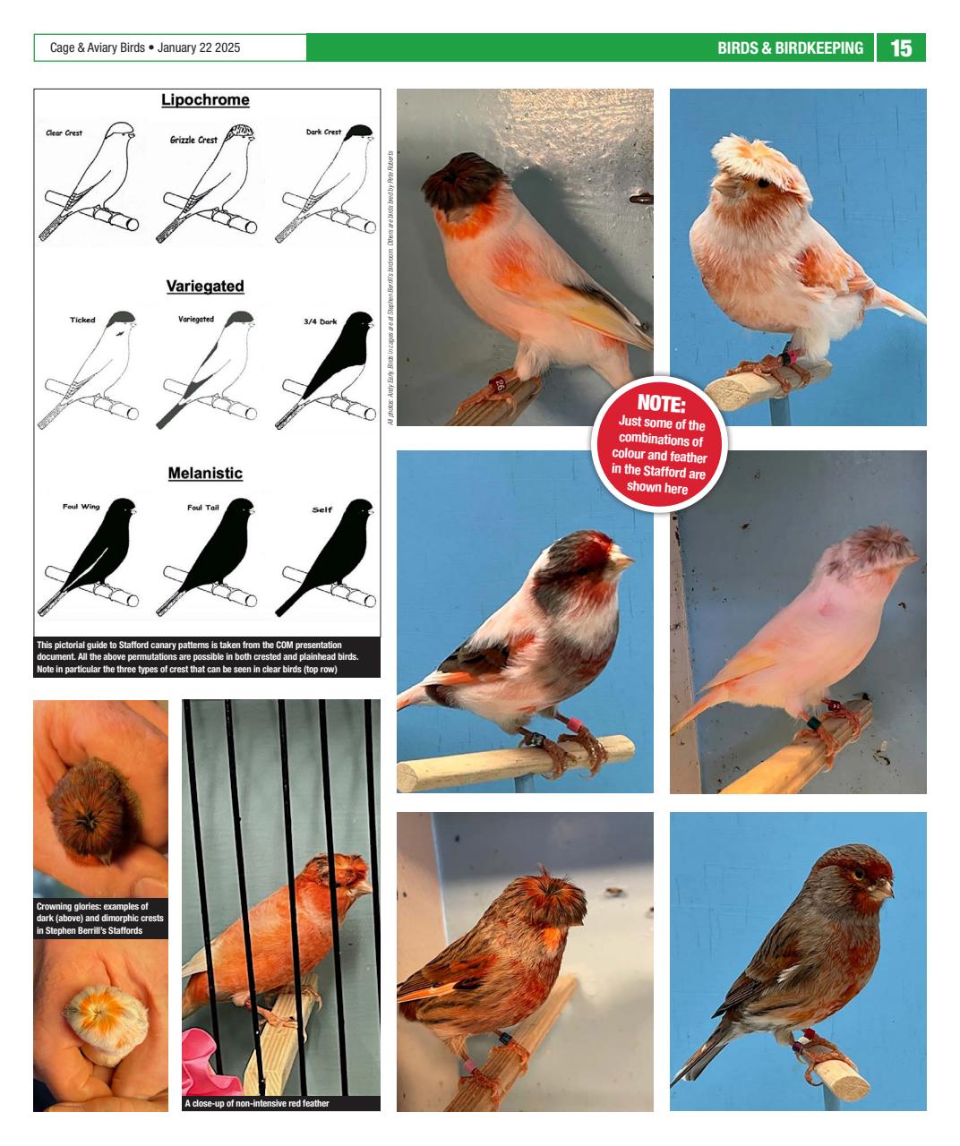 Cage & Aviary Birds Preview Pages