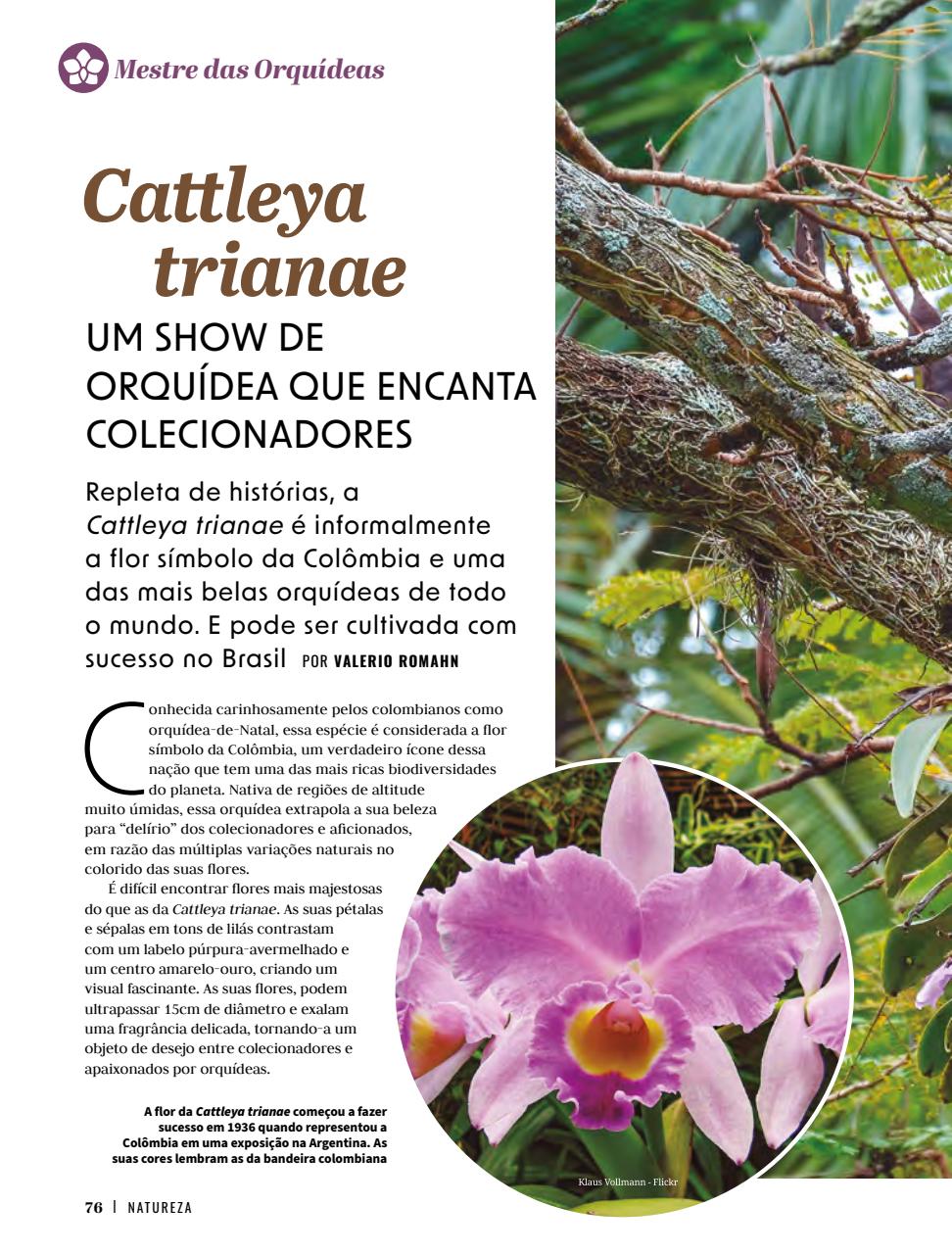 Natureza Preview Pages