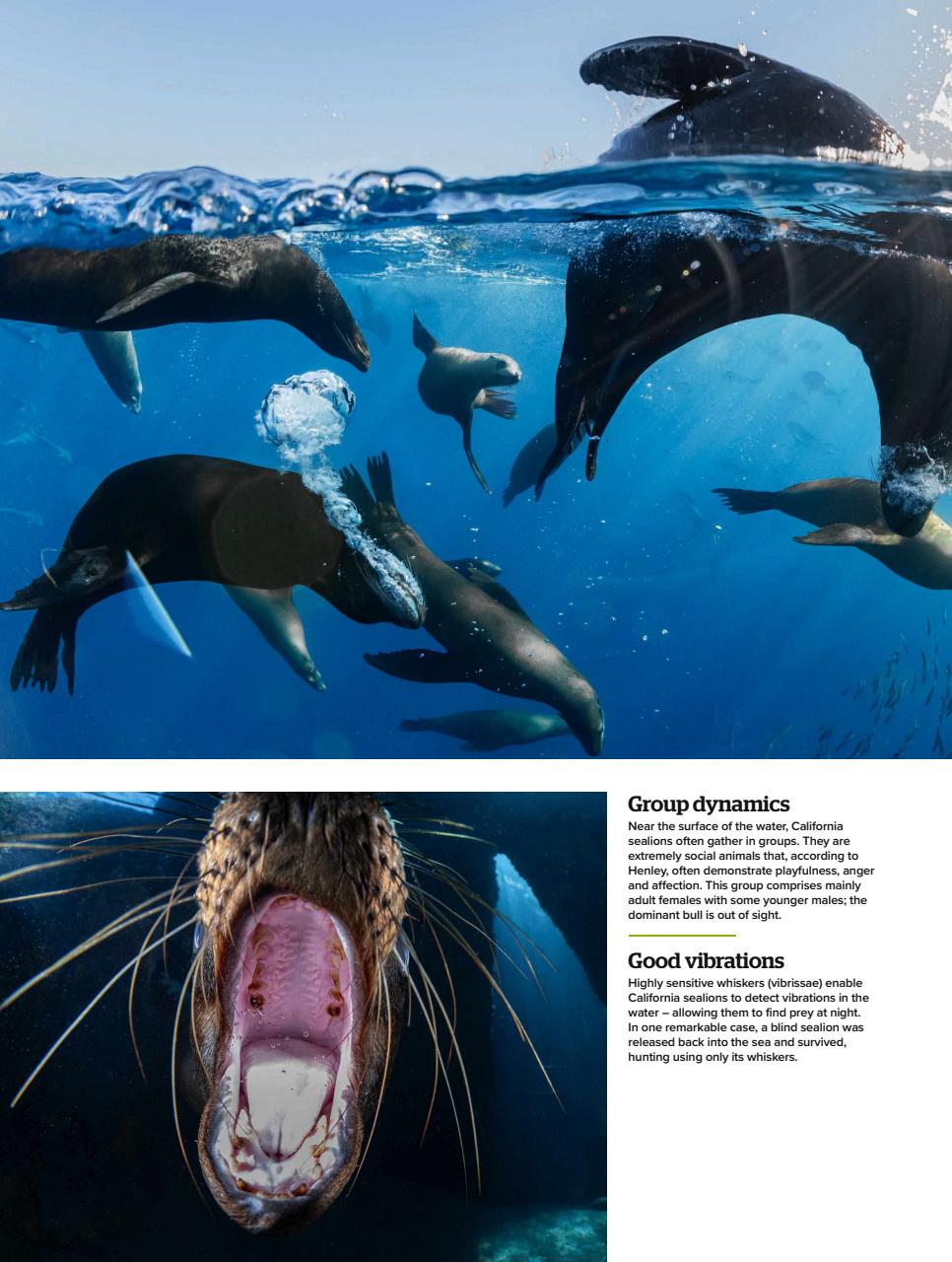 BBC Wildlife Magazine Preview Pages