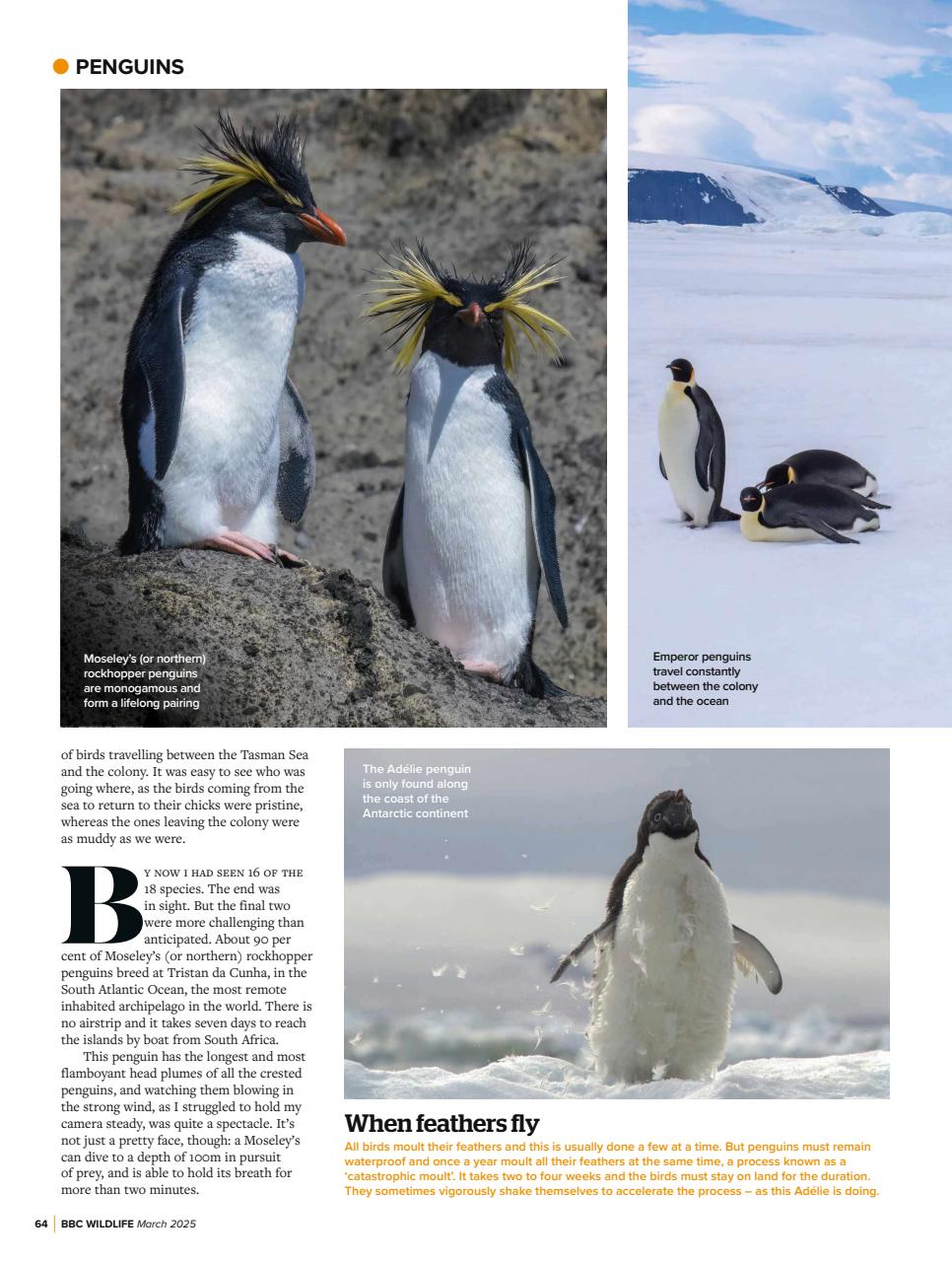 BBC Wildlife Magazine Preview Pages