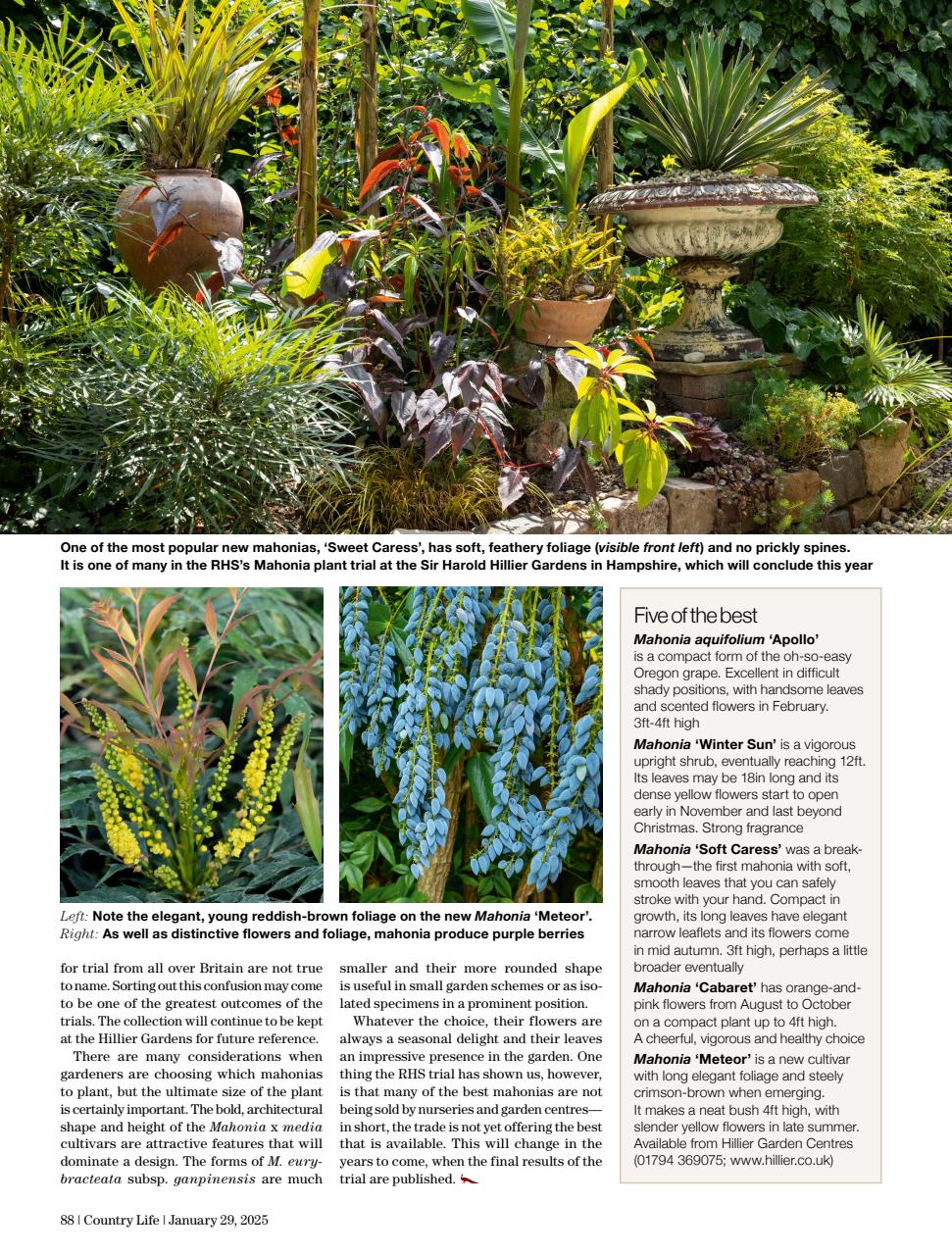 Country Life Preview Pages