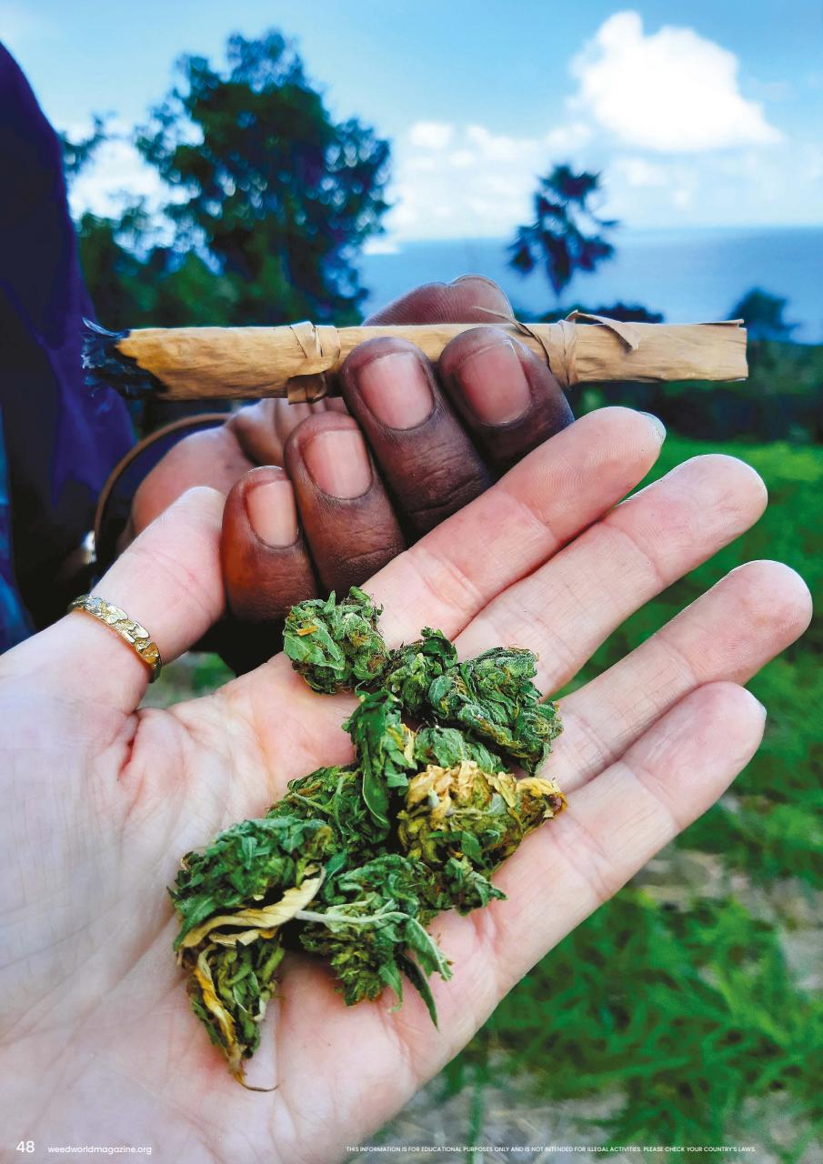 Weed World Preview Pages