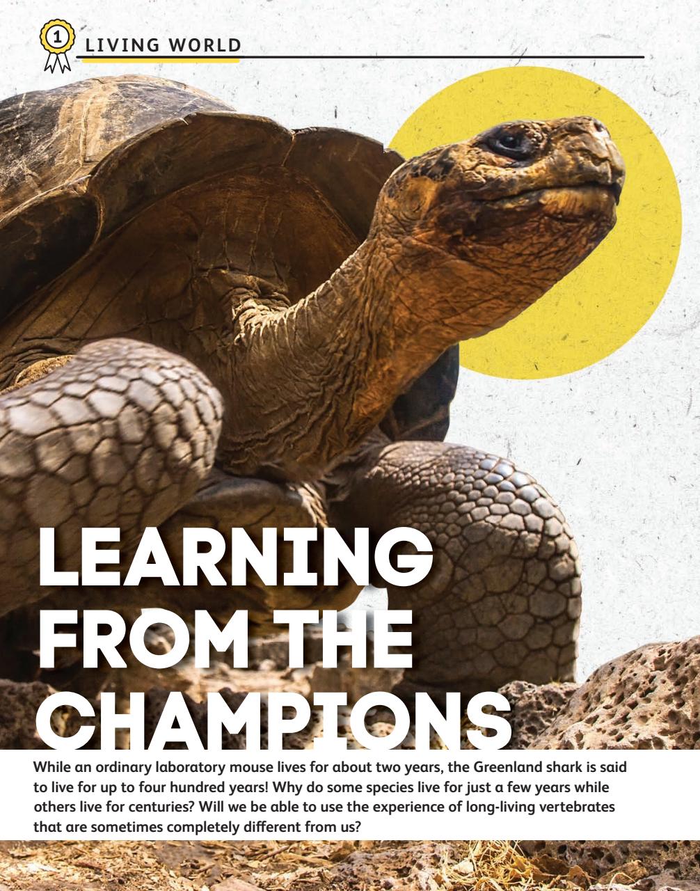 OYLA Magazine Preview Pages