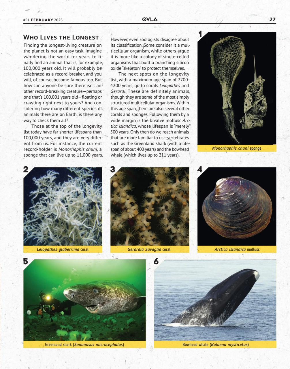 OYLA Magazine Preview Pages