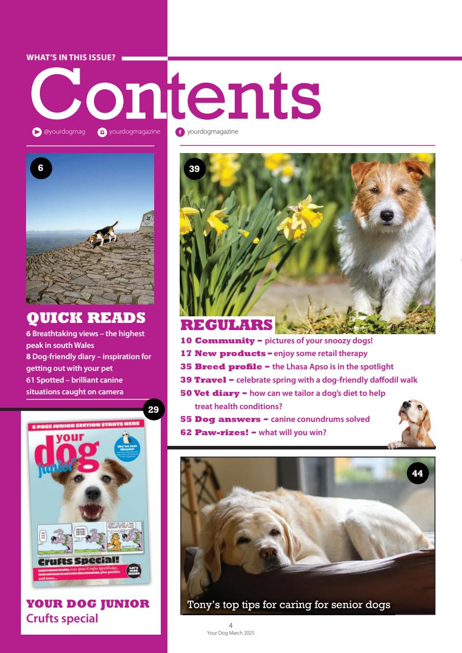 Your Dog Preview Pages