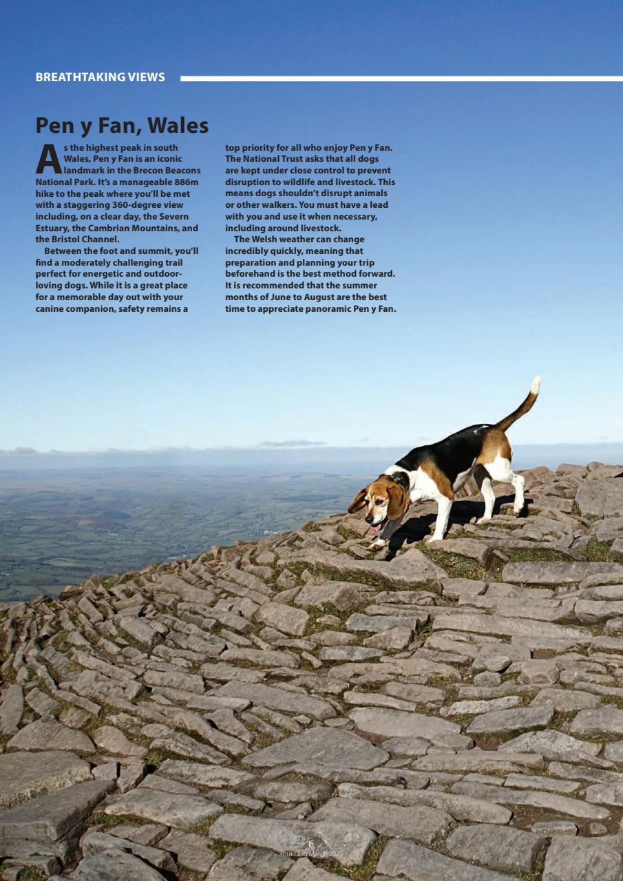 Your Dog Preview Pages