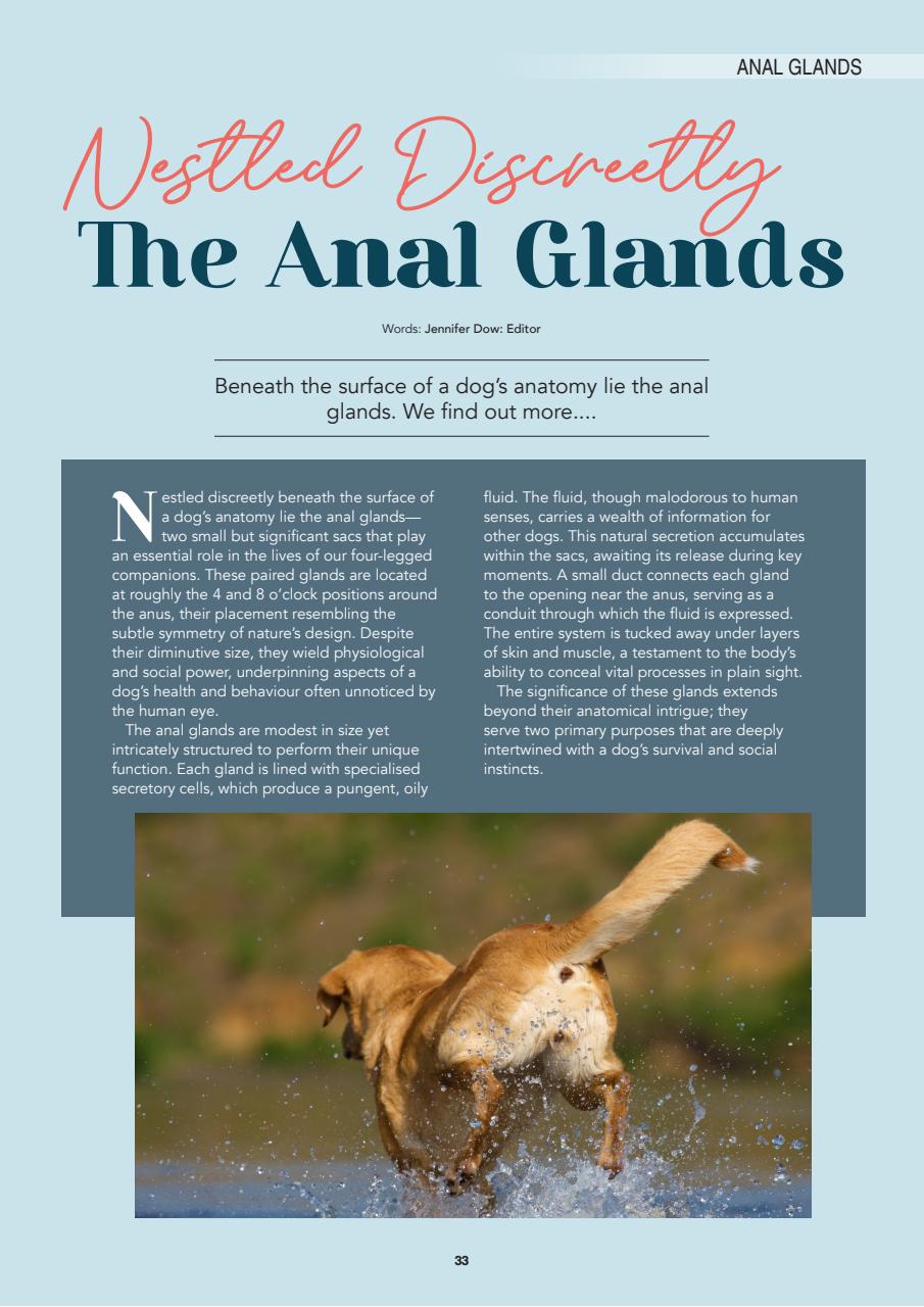 Edition Dog Preview Pages