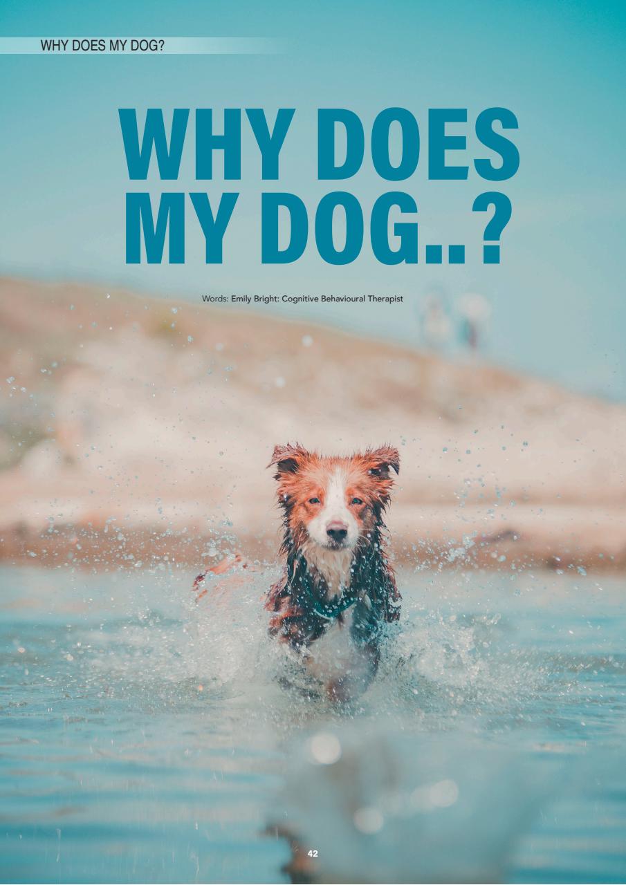 Edition Dog Preview Pages