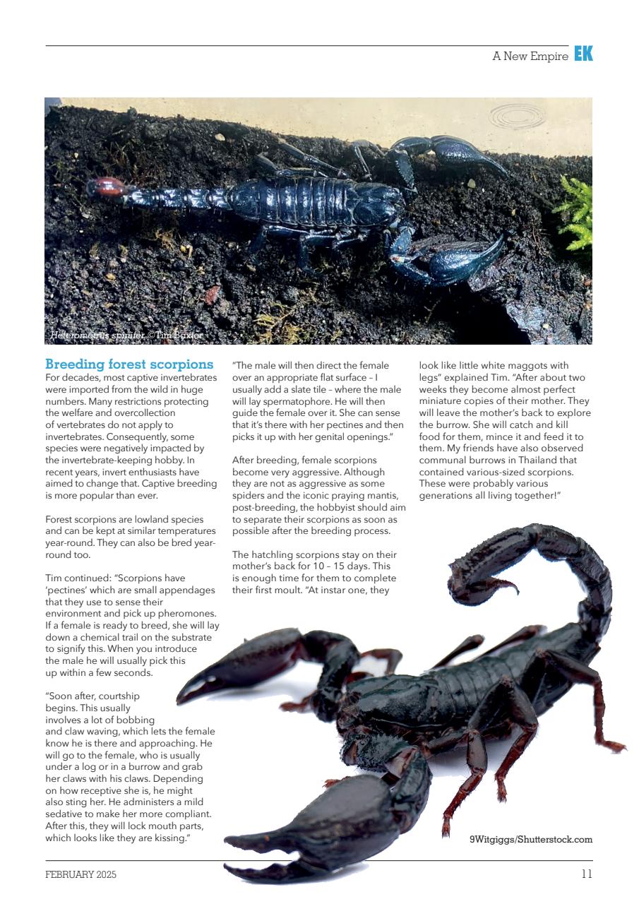 Exotics Keeper Preview Pages