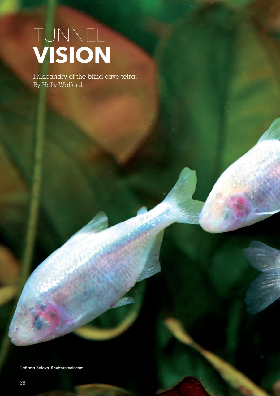 Exotics Keeper Preview Pages