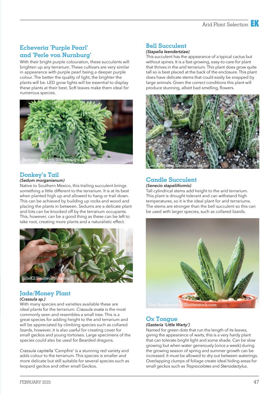 Exotics Keeper Preview Pages