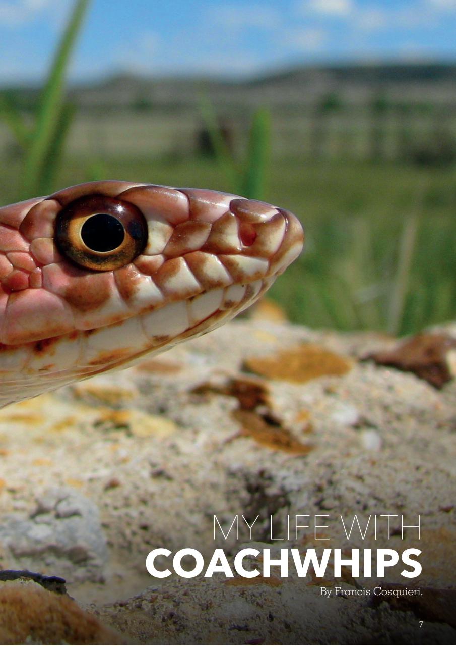 Exotics Keeper Preview Pages