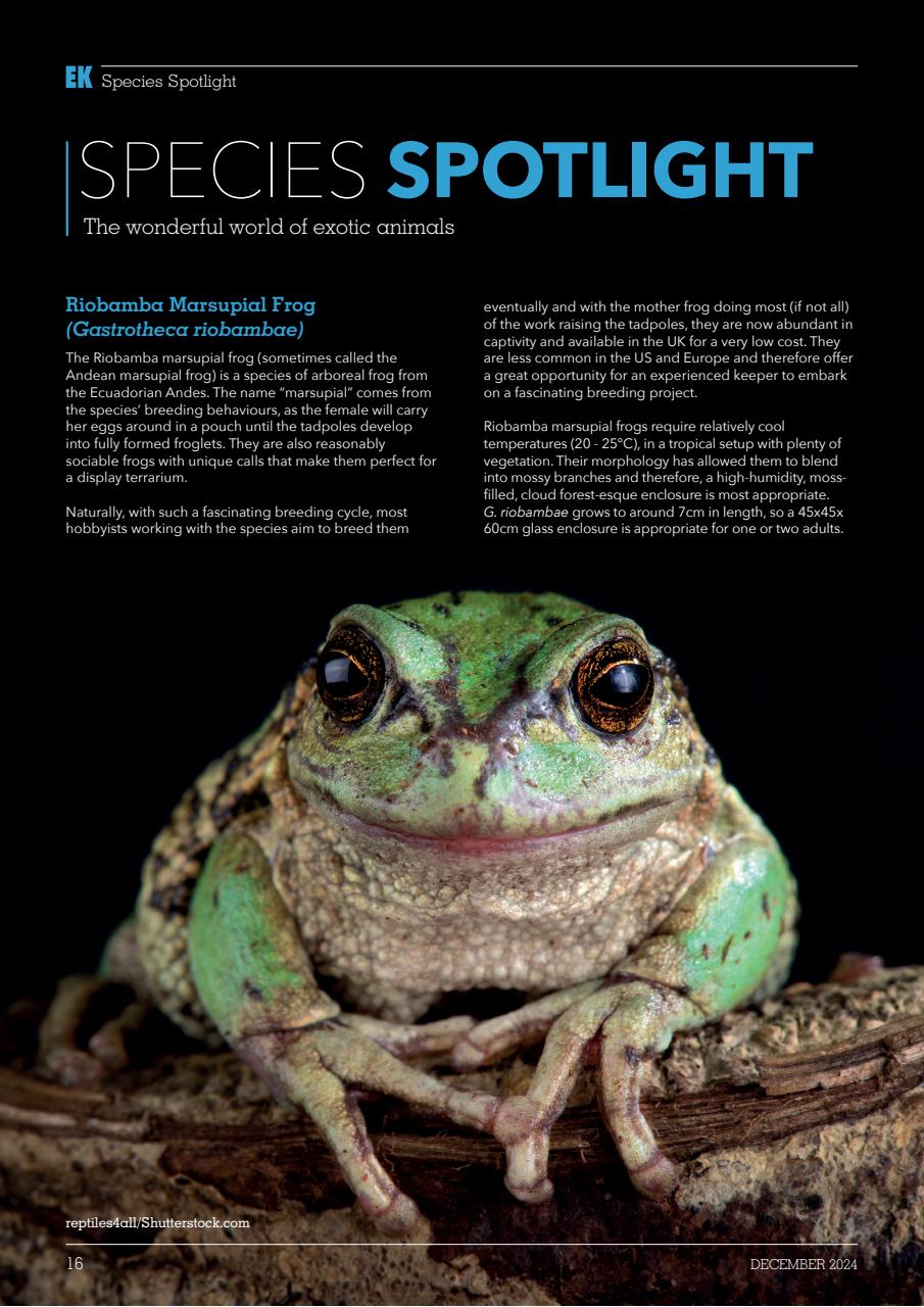 Exotics Keeper Preview Pages