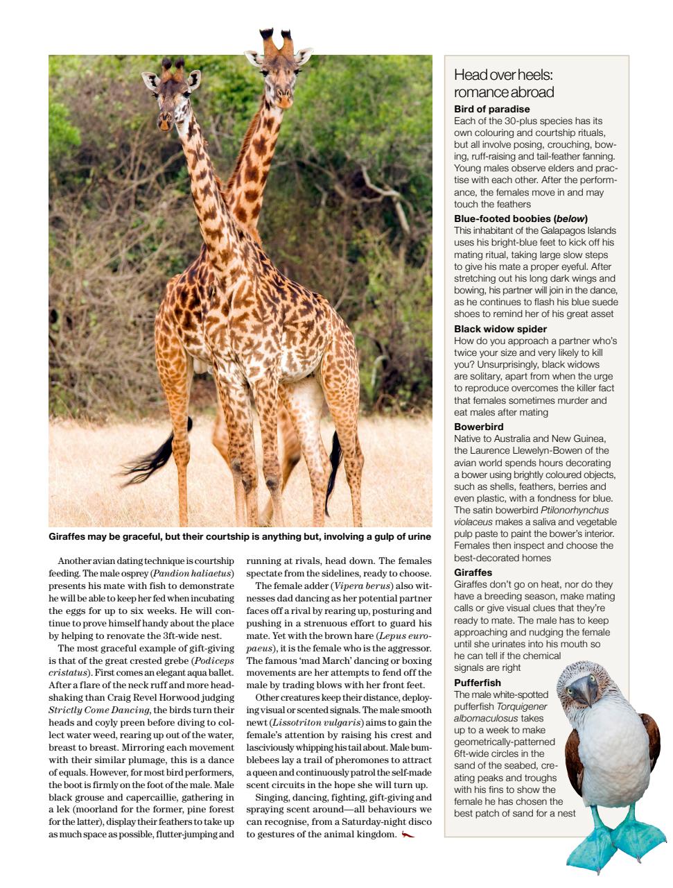 Country Life Preview Pages