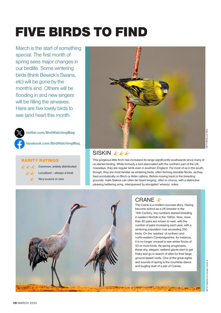 Bird Watching Preview Pages