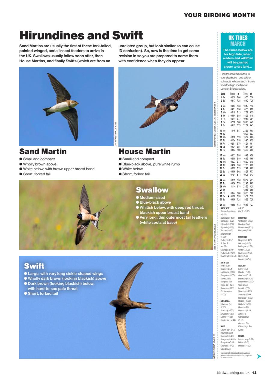 Bird Watching Preview Pages