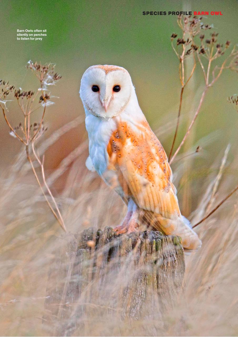 Bird Watching Preview Pages