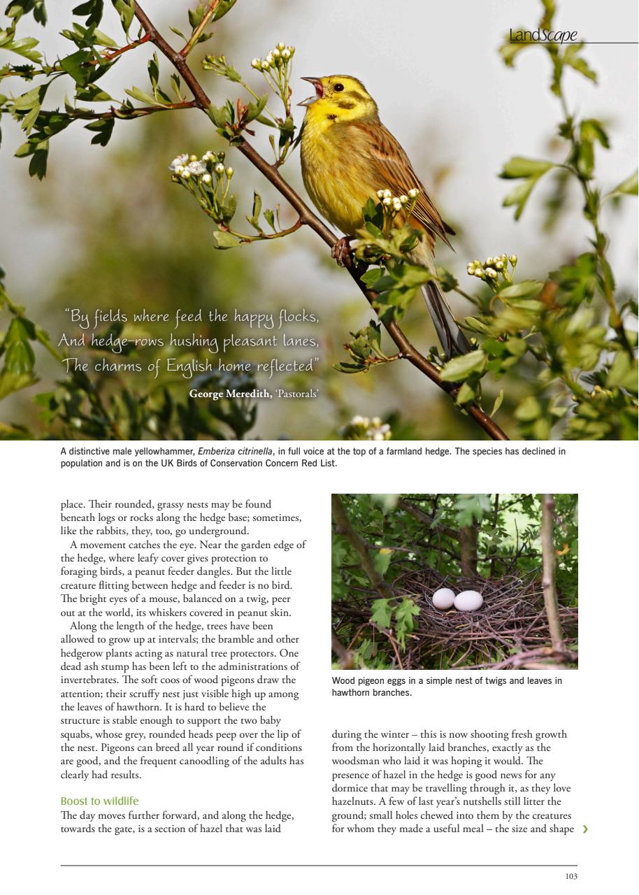 LandScape Preview Pages