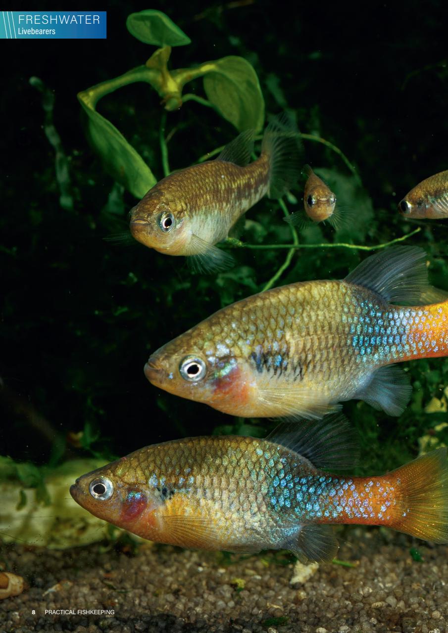Practical Fishkeeping Preview Pages