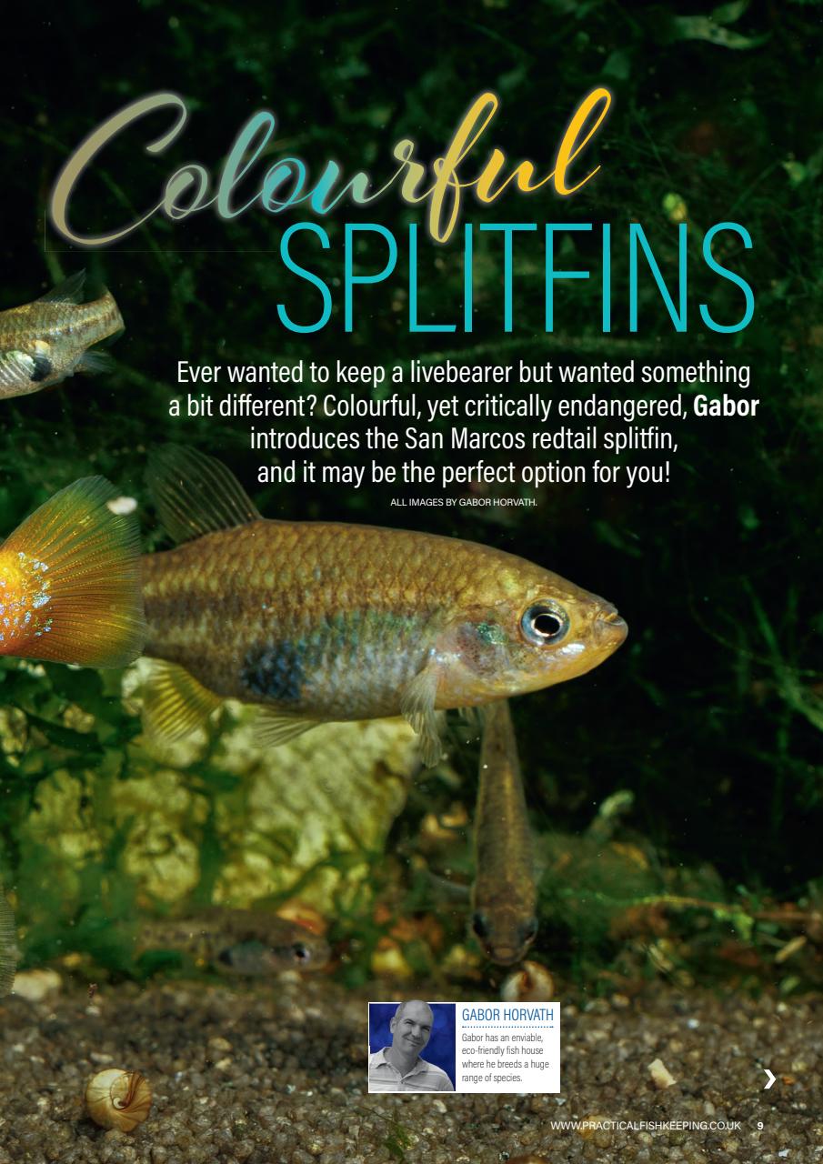 Practical Fishkeeping Preview Pages