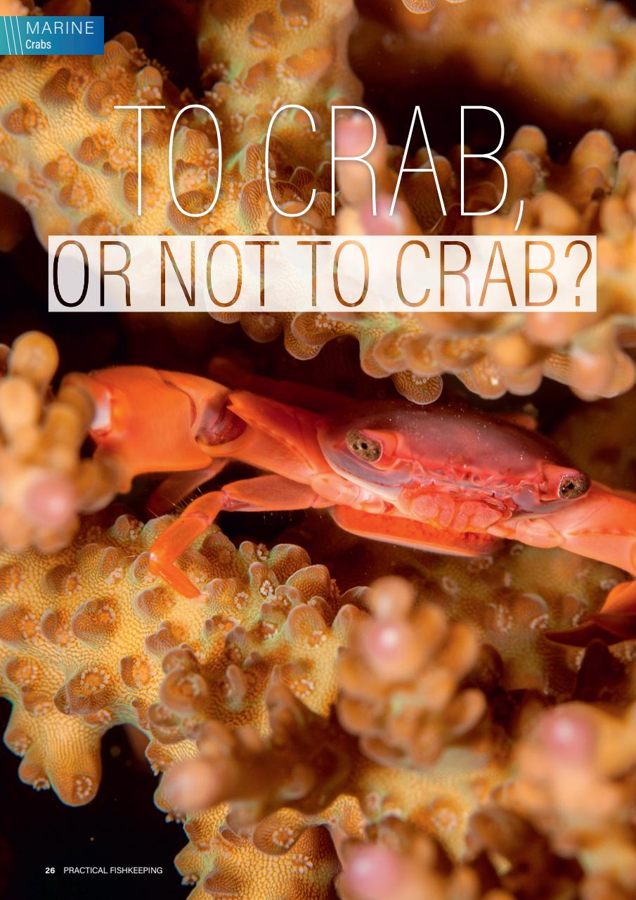 Practical Fishkeeping Preview Pages