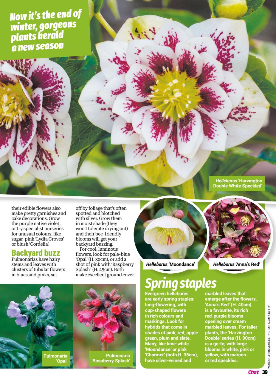 Chat Specials Preview Pages