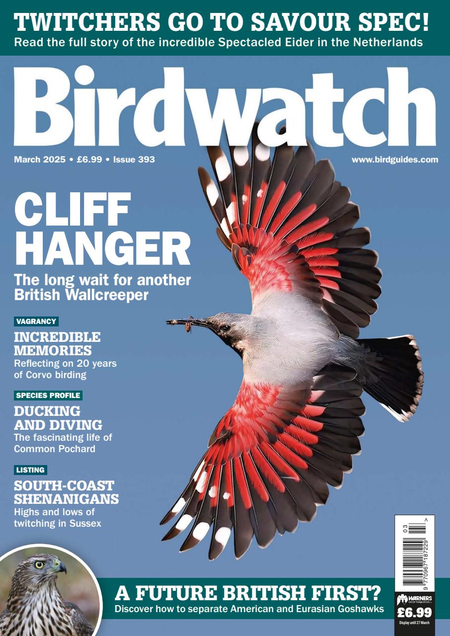 Birdwatch Magazine Preview Pages