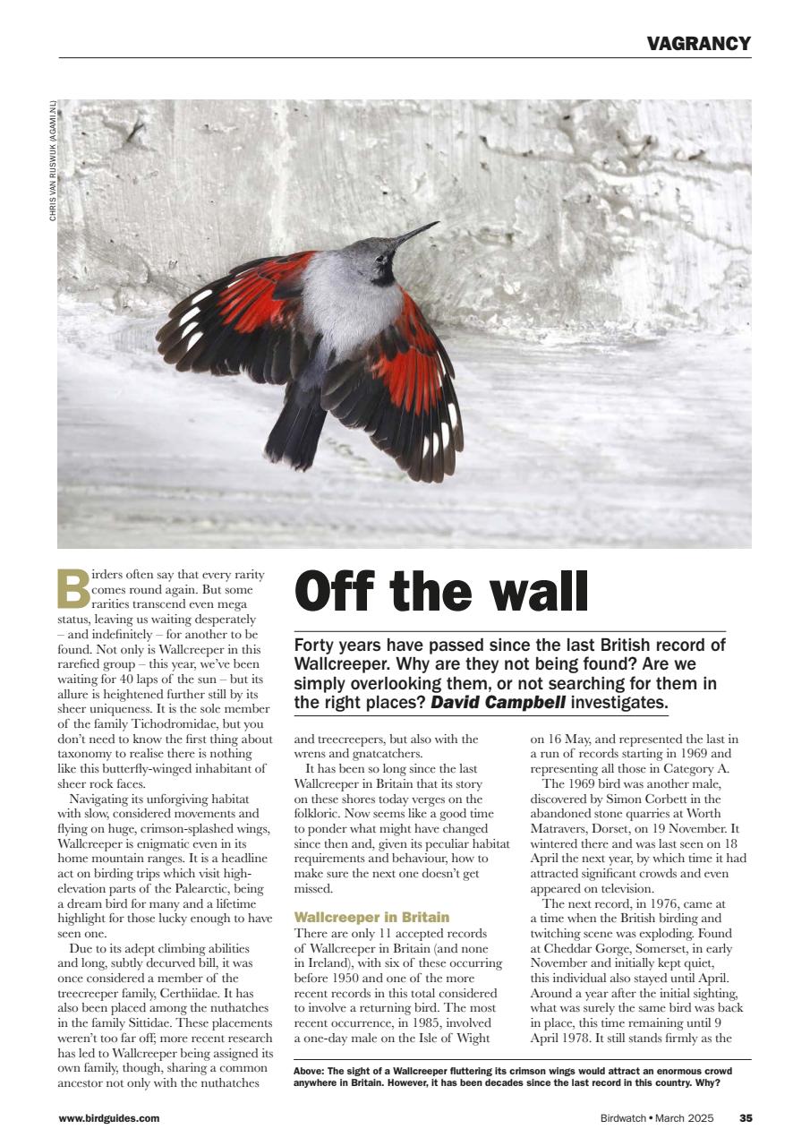 Birdwatch Magazine Preview Pages