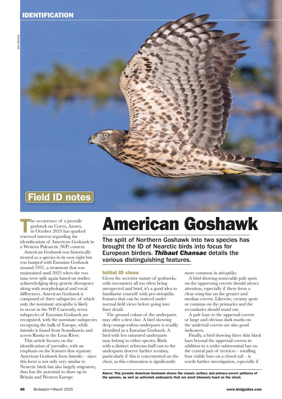 Birdwatch Magazine Preview Pages