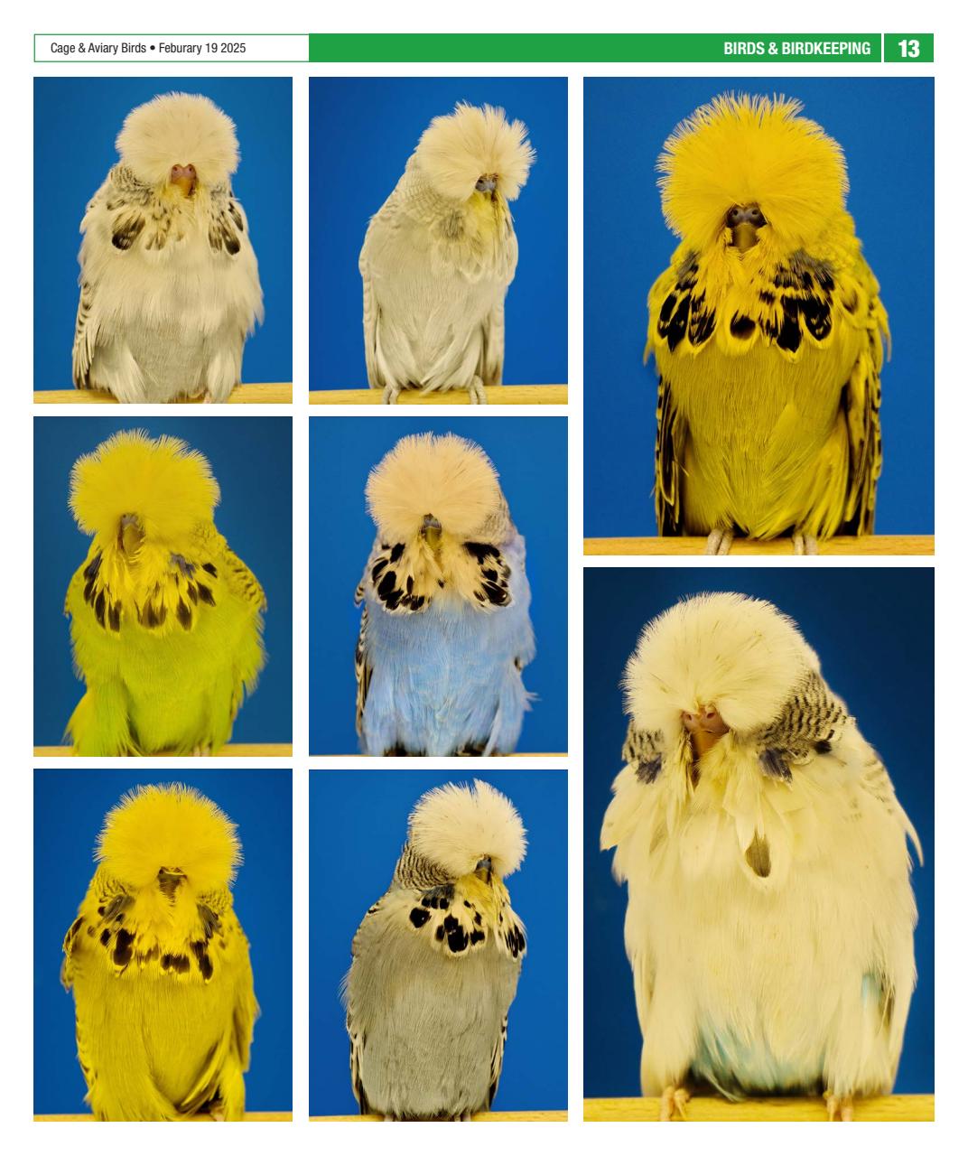 Cage & Aviary Birds Preview Pages