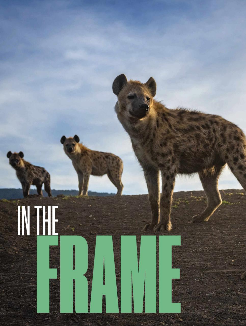 BBC Wildlife Magazine Preview Pages