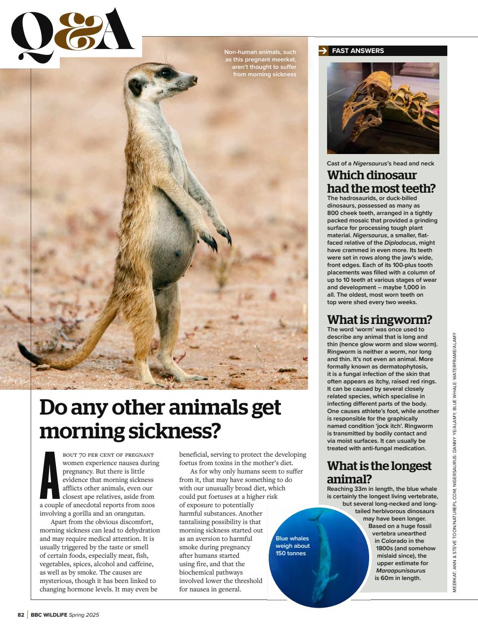 BBC Wildlife Magazine Preview Pages