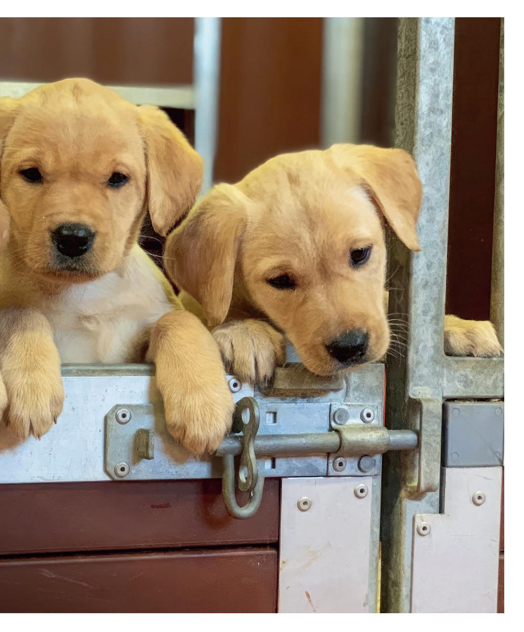 Gundog Journal Preview Pages