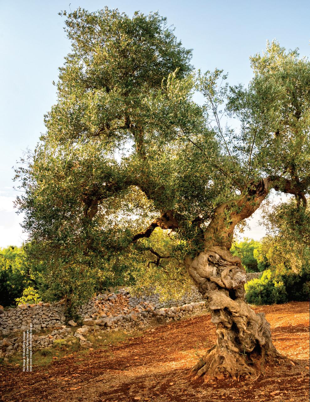 Italia! Preview Pages